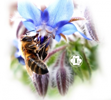DECOUVERTE DE L'APICULTURE ET DEGUSTATION DECOUVERTE DE L'APICULTURE ET DEGUSTATION